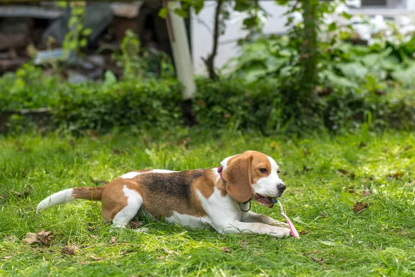 可爱的小猎犬在绿色的草地上玩耍的画像 图库图片