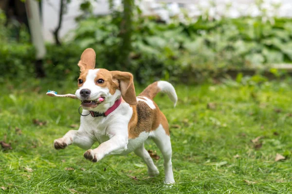 Portret Van Schattige Beagle Hond Spelen Een Groene Weide Stockfoto