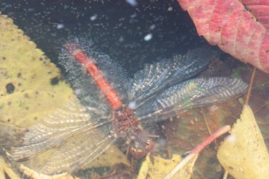 Düşmüş kırmızı ve sarı yapraklar ve gölün kirli sularında boğulmuş bir yusufçuk.