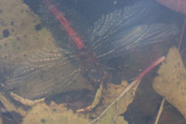 Düşmüş kırmızı ve sarı yapraklar ve gölün kirli sularında boğulmuş bir yusufçuk.