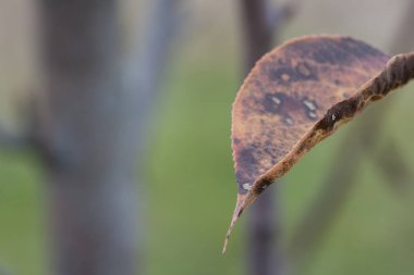 Yeşil çimenlikte kahverengi kuru armut yaprağı