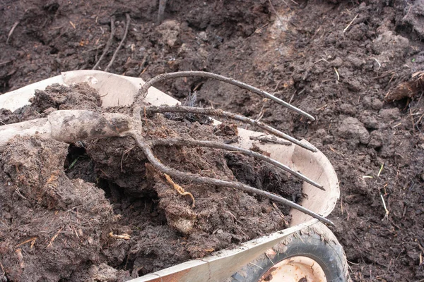 Fourche Métal Sur Une Brouette Jardin Avec Fumier Image En Vente