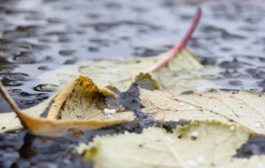 Kasımda ilk kardan iki parça, sudaki sarı bir yaprağın üzerinde.