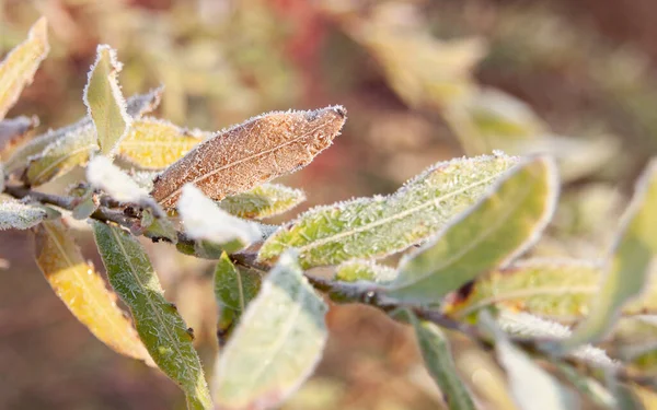 Feuille Saule Brun Dans Givre Après Gel Dans Nuit Novembre Photos De Stock Libres De Droits