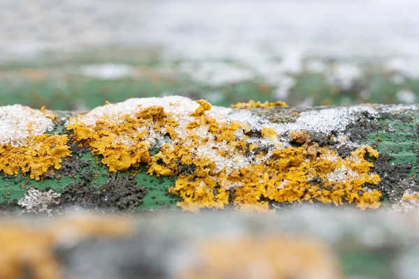 Première Neige Lichen Jaune Sur Toit Ardoise Amiante Ciment Images De Stock Libres De Droits