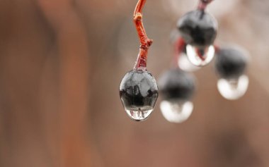 Süs bitkisinin siyah böğürtlenine su damlaları düşer