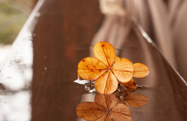 Fleur Hortensia Dorée Son Reflet Dans Eau Sur Une Rampe — Photo