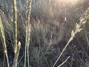 Güneş ışığındaki yoğun çimlerde örümcek ağı