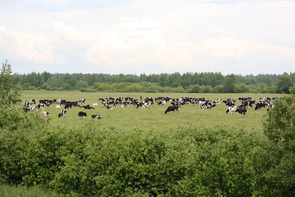 Troupeau Vaches Paissent Dans Une Prairie Lisière Forêt Par Une — Photo