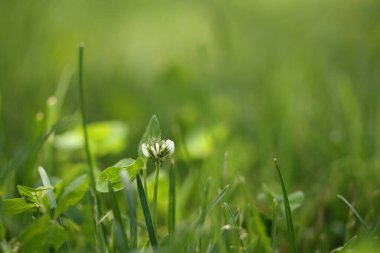 Yeşil çimenlerin arasında beyaz yonca çiçeği