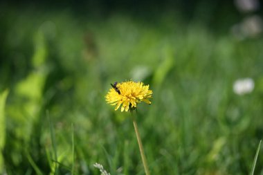 Yeşil çimenlikte sarı karahindiba üzerinde böcek