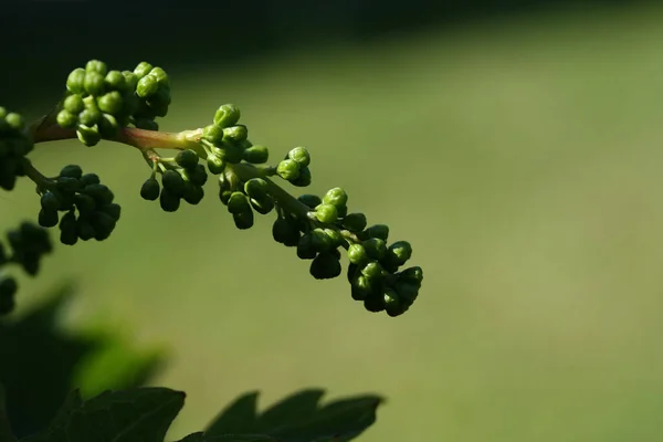 緑の背景に緑色の果実を持つ若いブドウの束 — ストック写真