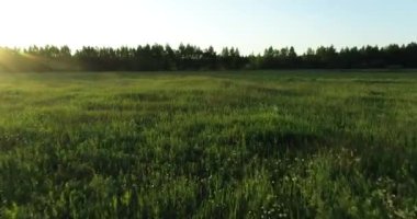 Gün batımından önce ormanın kıyısındaki yeşil bir çayırın üzerinden uçuyorum.