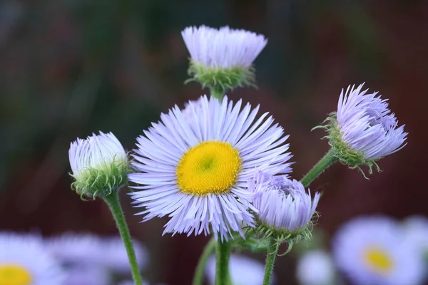 Macro Photo Une Fleur Aux Pétales Violets — Photo