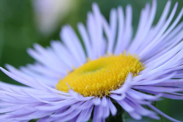 Makro Fénykép Egy Virág Lila Szirmok — Stock Fotó