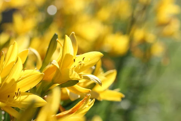 Фон Желтых Цветов Лилии — стоковое фото