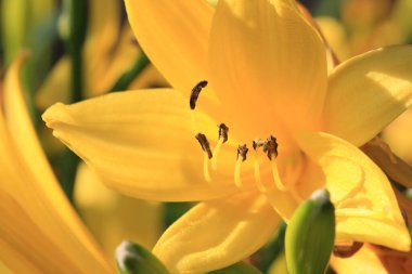 Parlak turuncu zambak çiçeğinin Macro fotoğrafı
