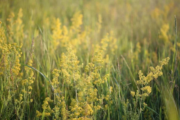 Φυτό Μικρά Κίτρινα Λουλούδια Φόντο Χόρτου — Φωτογραφία Αρχείου