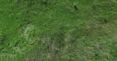 Çimlerin arasında bir tarla yolunun havadan görünüşü