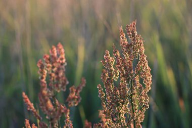 Gün batımında tohumları olan bir atkuyruğu dalından.