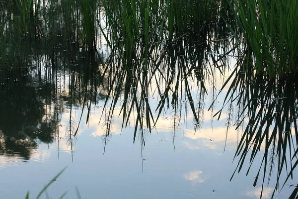 Zielona Trawa Jej Odbicie Wodzie — Zdjęcie stockowe