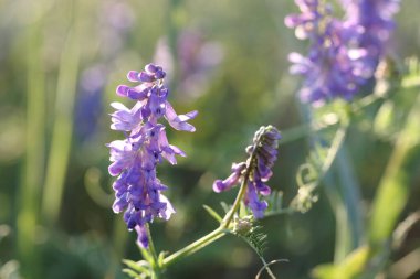 Yoğun yeşil çayır otlarının arasında leylak çiçeği