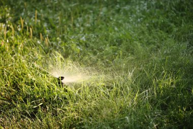 Sabahları çimleri fıskiyeyle sulamak.