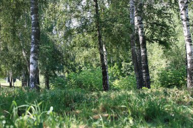 Ryazan kenti içinde nehir kıyısındaki huş ağaçları