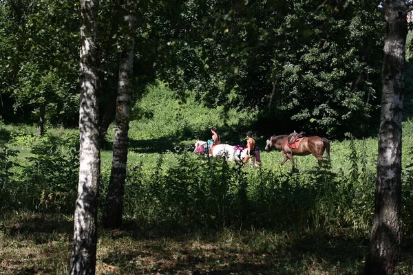 Meninas Levam Cavalos Dia Ensolarado Verão — Fotografia de Stock