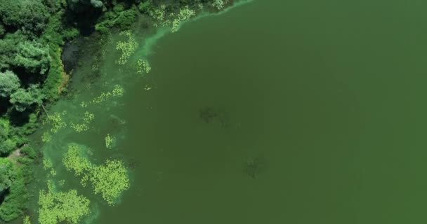 Groen Water Het Meer Door Droog Warm Weer Gebrek Aan — Stockvideo