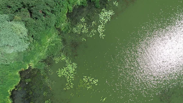 Vista Aérea Orilla Del Lago Soleado Día Verano —  Fotos de Stock