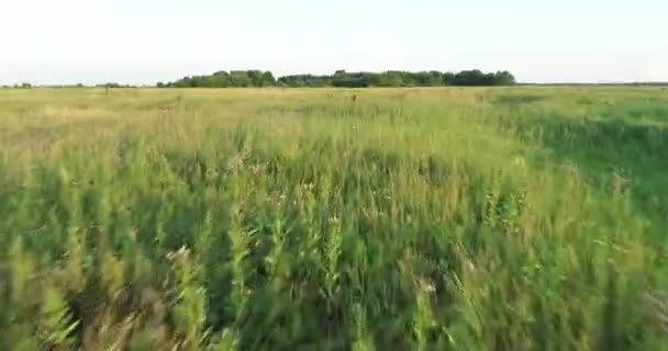 Bir Yaz Akşamında Yeşil Çayırlarda Uçmak — Stok video