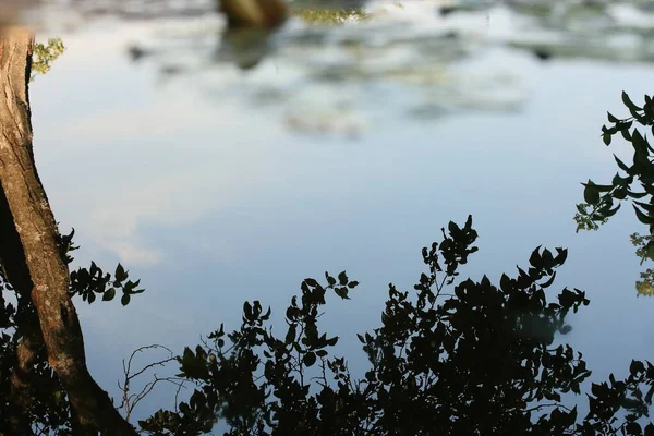 Riflessione Delle Foglie Degli Alberi Nell Acqua Del Laghetto — Foto Stock