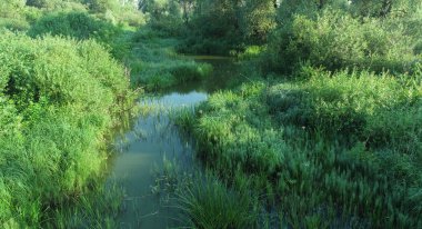 Bir yaz sabahı yeşil çimlerin arasındaki derenin havadan görünüşü