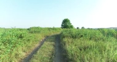 Nehir kıyısındaki yaban gülü çalılarının arasında uçarken