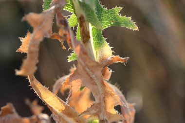 Yazın güneşli bir günde kuru kahverengi ve yeşil yapraklı tarla bitkisi