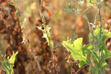 Yazın güneşli bir günde kuru kahverengi ve yeşil yapraklı tarla bitkisi