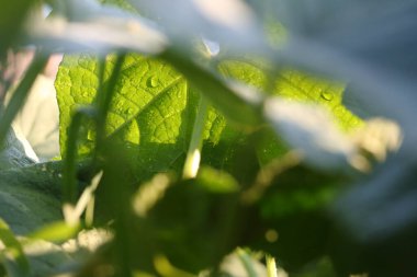 Salatalık yaprağına bir damla su.