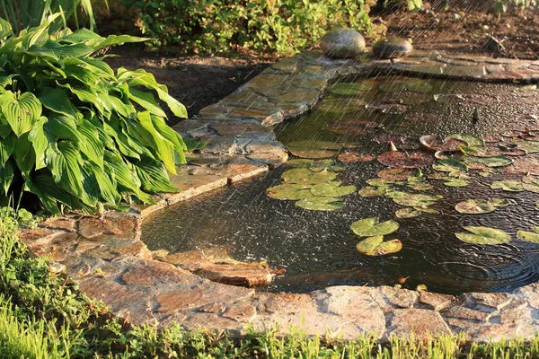 Rain Pond Nymphs Garden — Stock Photo, Image