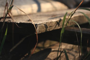 Çimlerin arasındaki eski çürük tahta