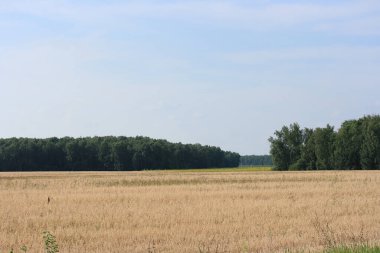 Güneşli bir yaz gününde hasatla birlikte tarlanın manzarası