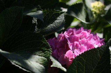 Koyu yeşil yapraklar arasında parlak ortanca çiçeği