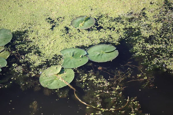 Зелене Листя Водних Лілій Іншої Водної Рослинності — стокове фото