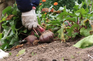 Eylül ayı başlarında kırmızı pancar hasat ediliyor