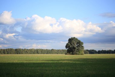 Güneşli bir sonbahar akşamında, ormanın arka planındaki tarlanın ortasında yapayalnız bir ağaç.