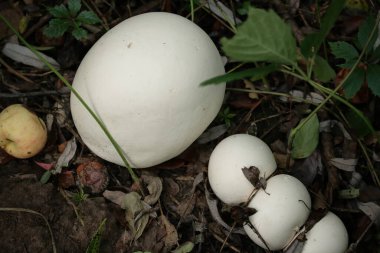 Büyük porcini mantarlı yağmurluk bir elma ağacının düşmüş yaprakları üzerinde
