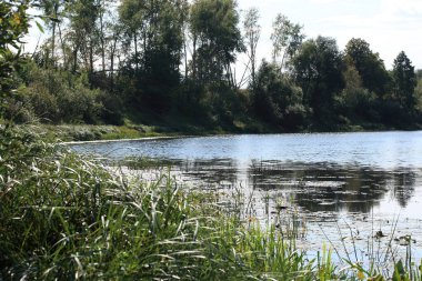 Güneşli bir sonbahar gününde nehir manzarası ve kıyısındaki ağaçlar