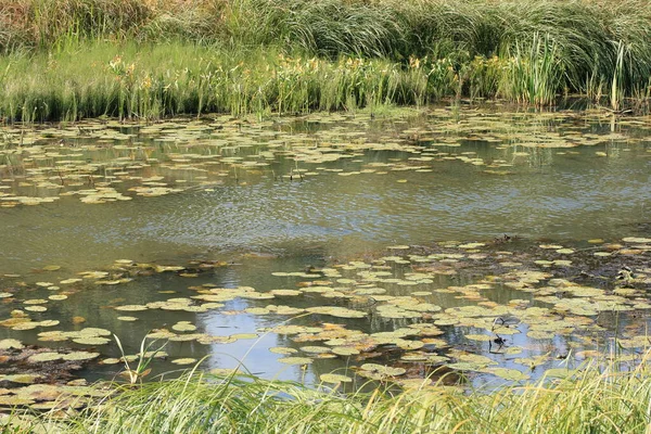 Foglie Ingiallite Ninfee Sul Fiume Una Giornata Autunno Soleggiata — Foto Stock