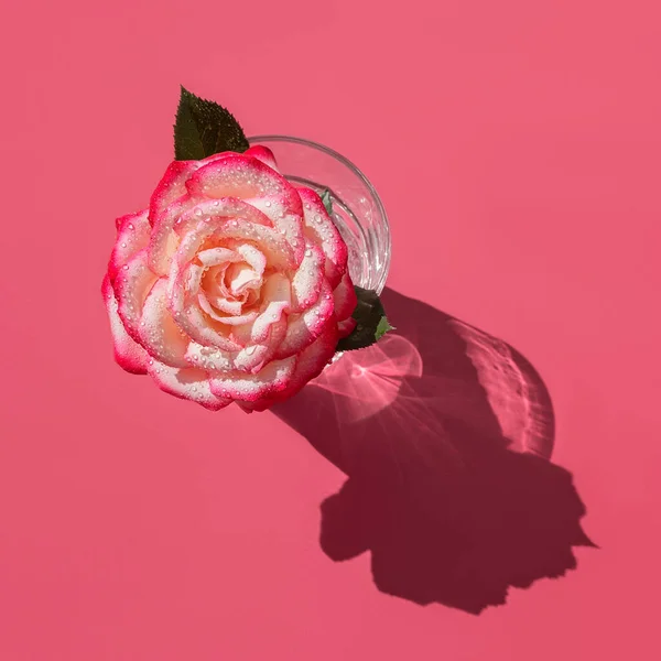 深いピンクの背景に水の滴と水と明るいピンクの花のバラのガラス. — ストック写真