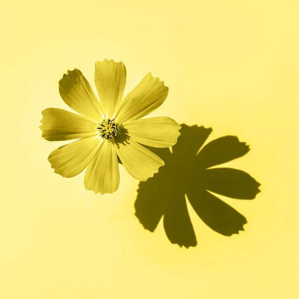 Demonstrando Cor Moda 2021 Amarelo Uma Bela Flor Amarela Cosmos — Fotografia de Stock